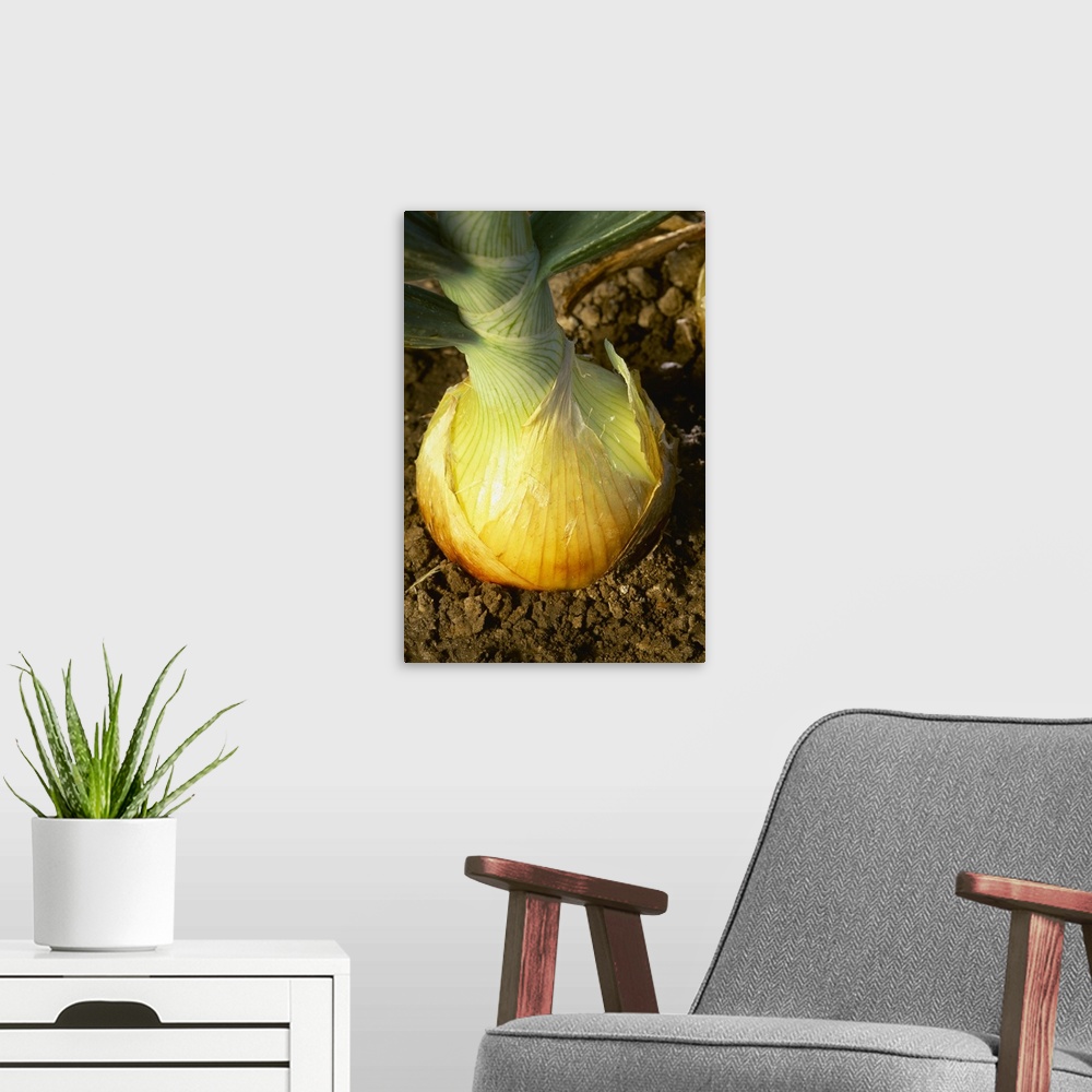 A modern room featuring Closeup of a maturing ripe yellow onion in the ground