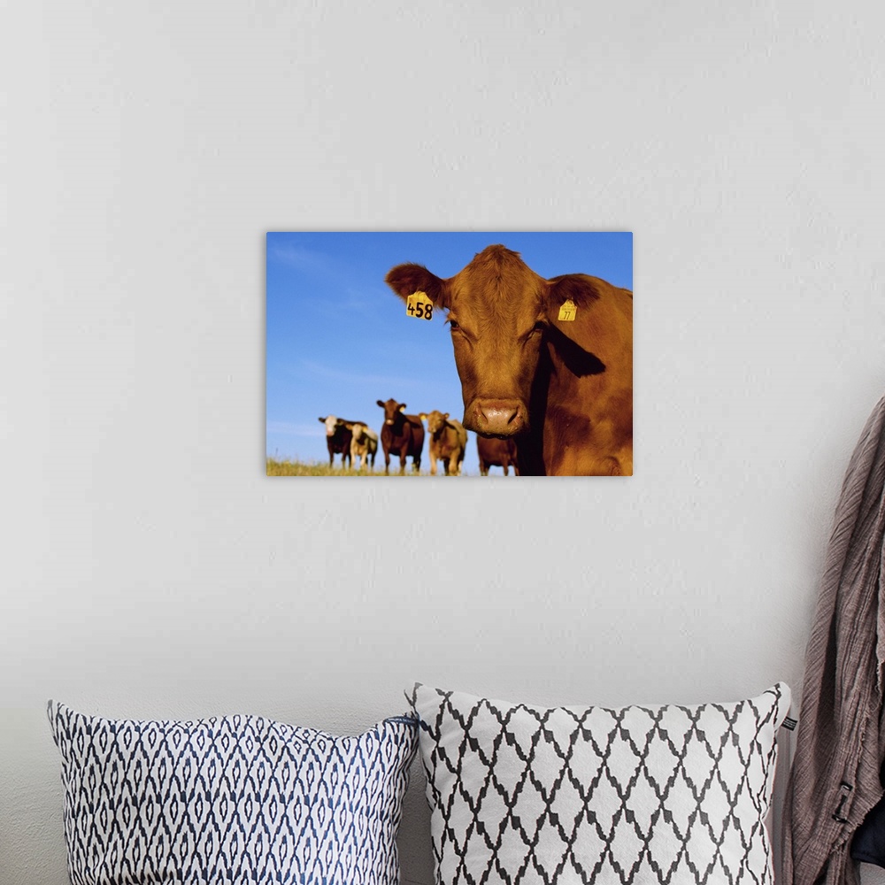 A bohemian room featuring Closeup of a Red Angus cow with other cows in the background