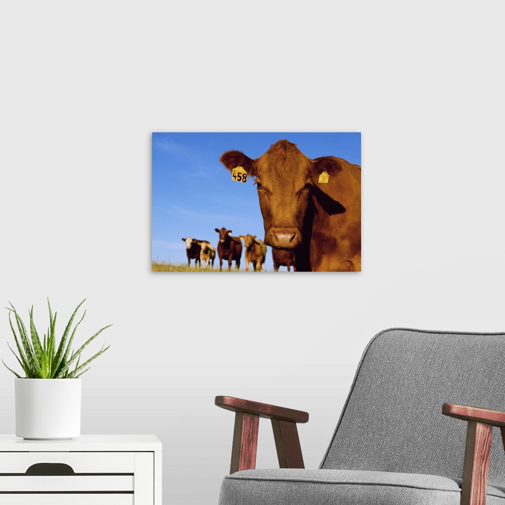 A modern room featuring Closeup of a Red Angus cow with other cows in the background