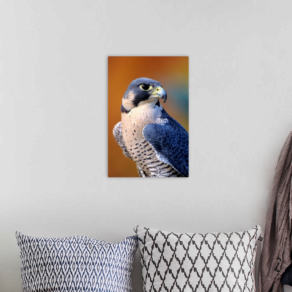 A bohemian room featuring Closeup Of An Adult Male Peregrine Falcon