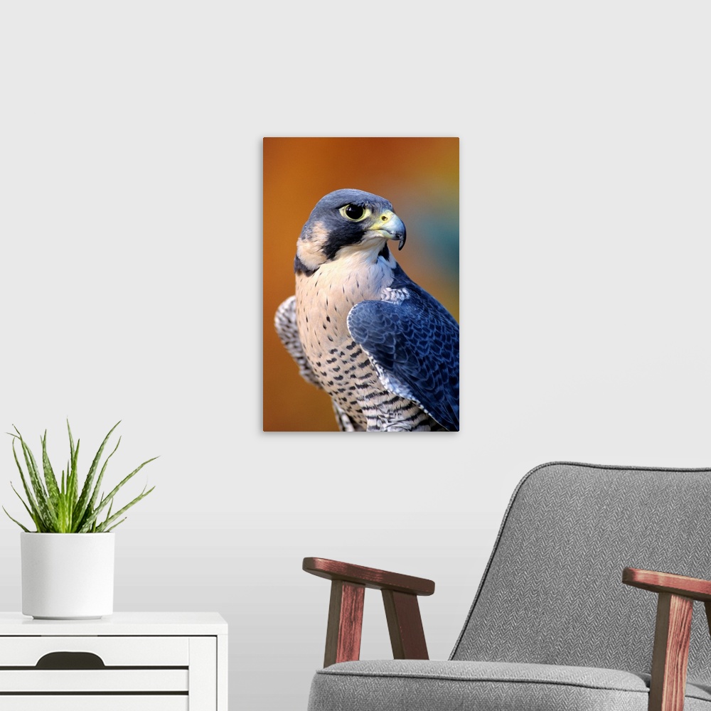 A modern room featuring Closeup Of An Adult Male Peregrine Falcon
