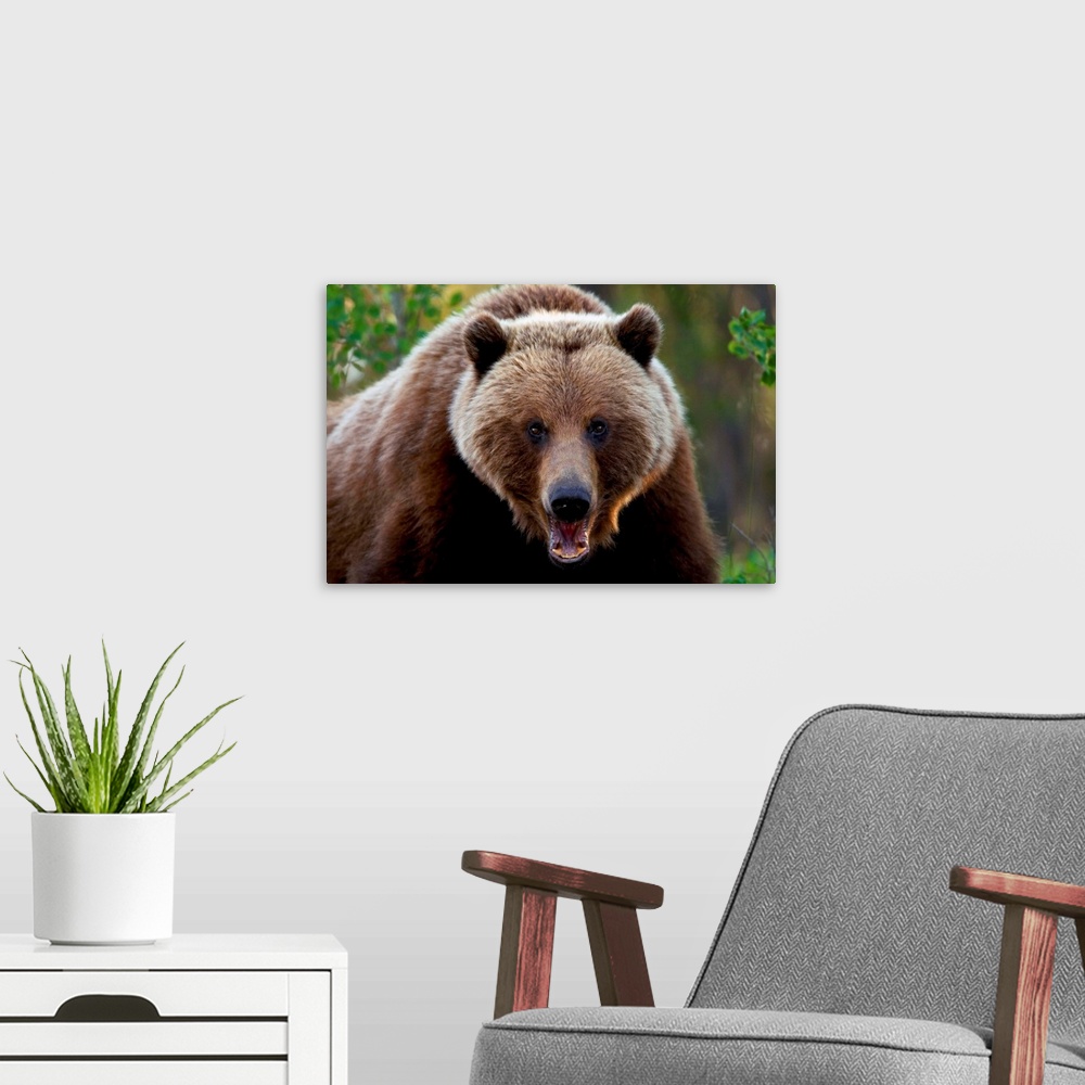 A modern room featuring Closeup Of Brown Bear Yukon Territory Canada Spring