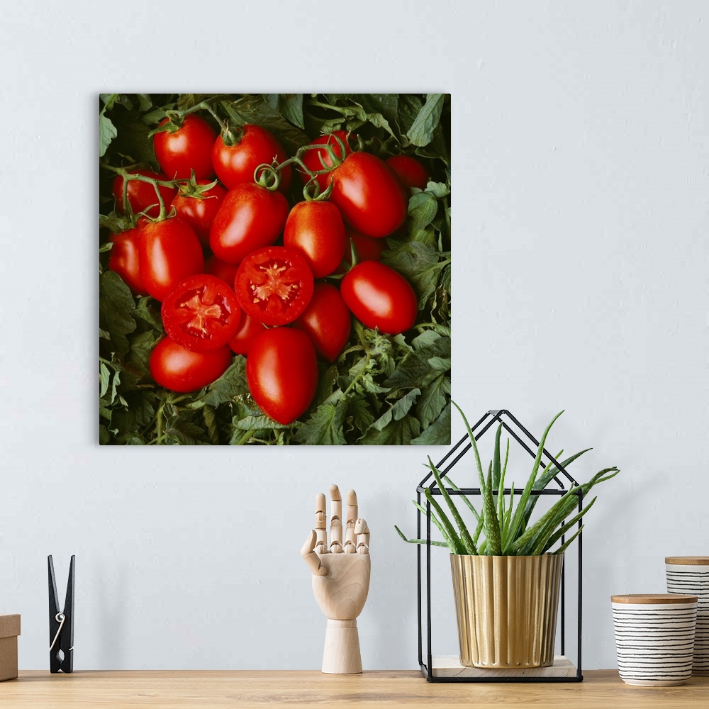 A bohemian room featuring Closeup of mature, ready for harvest, tomato