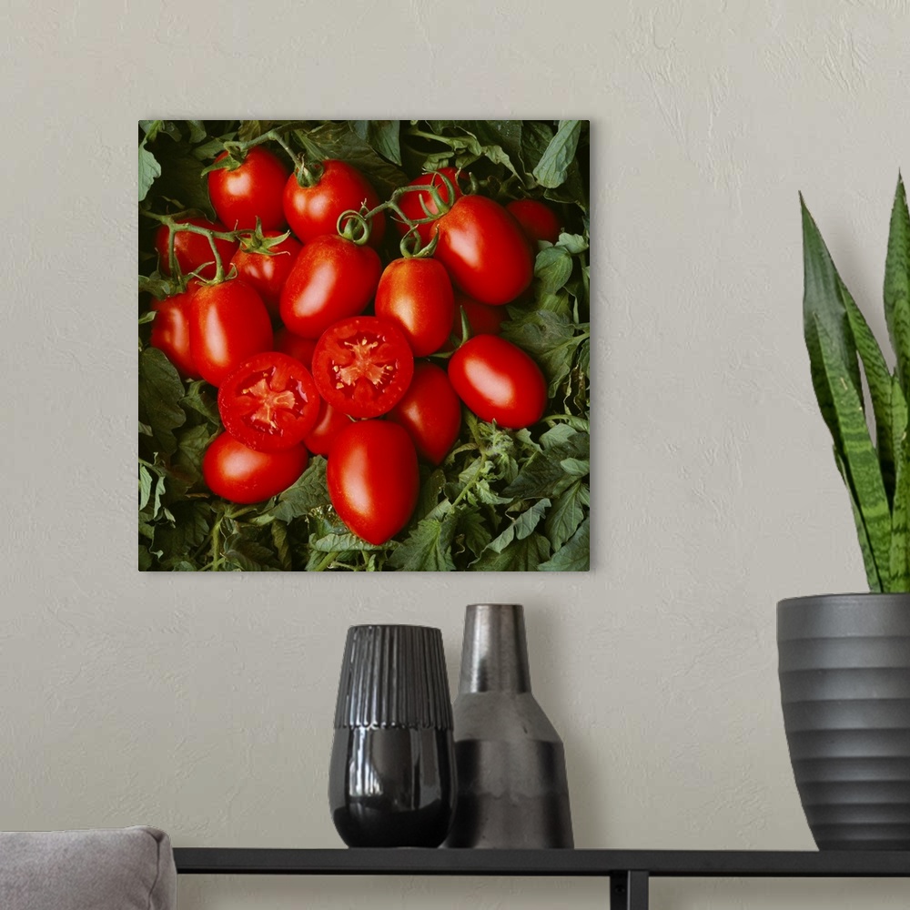 A modern room featuring Closeup of mature, ready for harvest, tomato
