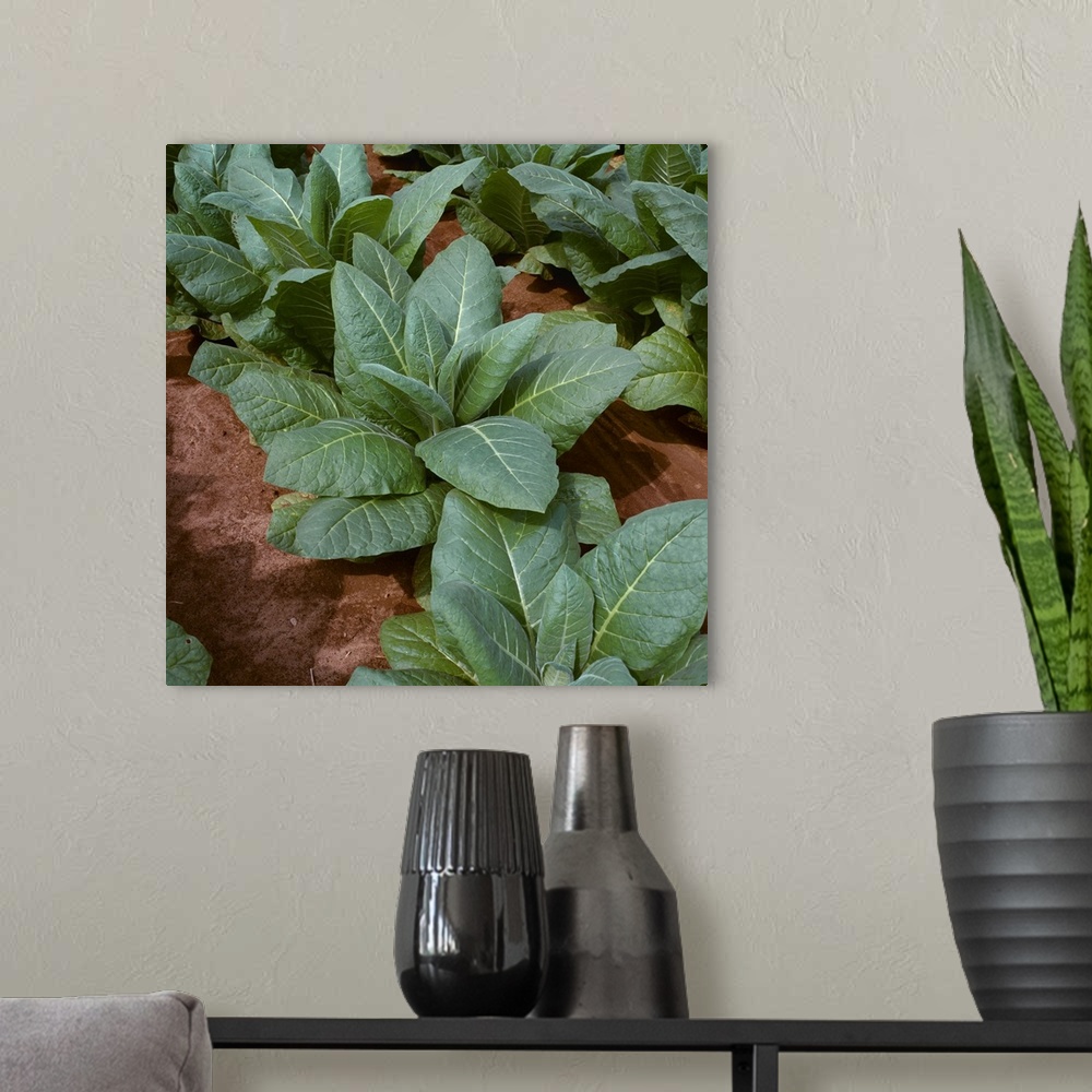 A modern room featuring Closeup of mid growth Burley tobacco plants, Tennessee