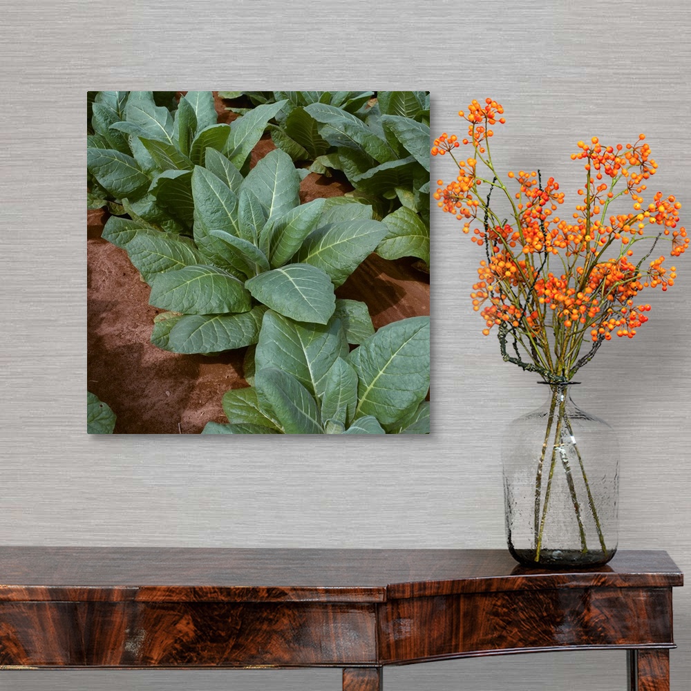 A traditional room featuring Closeup of mid growth Burley tobacco plants, Tennessee