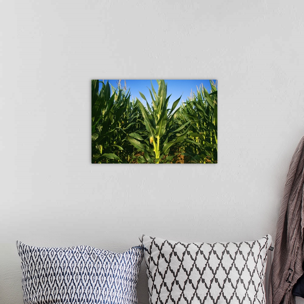 A bohemian room featuring Closeup of mid growth tasseled out grain corn plants showing a young ear of corn
