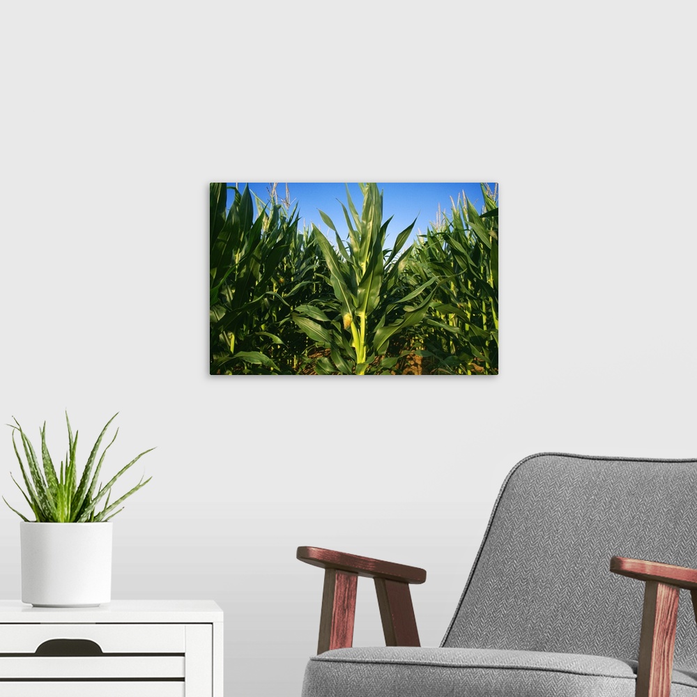 A modern room featuring Closeup of mid growth tasseled out grain corn plants showing a young ear of corn