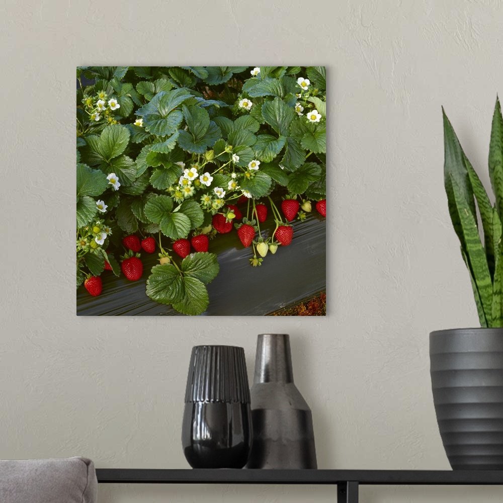 A modern room featuring Closeup of strawberry plants