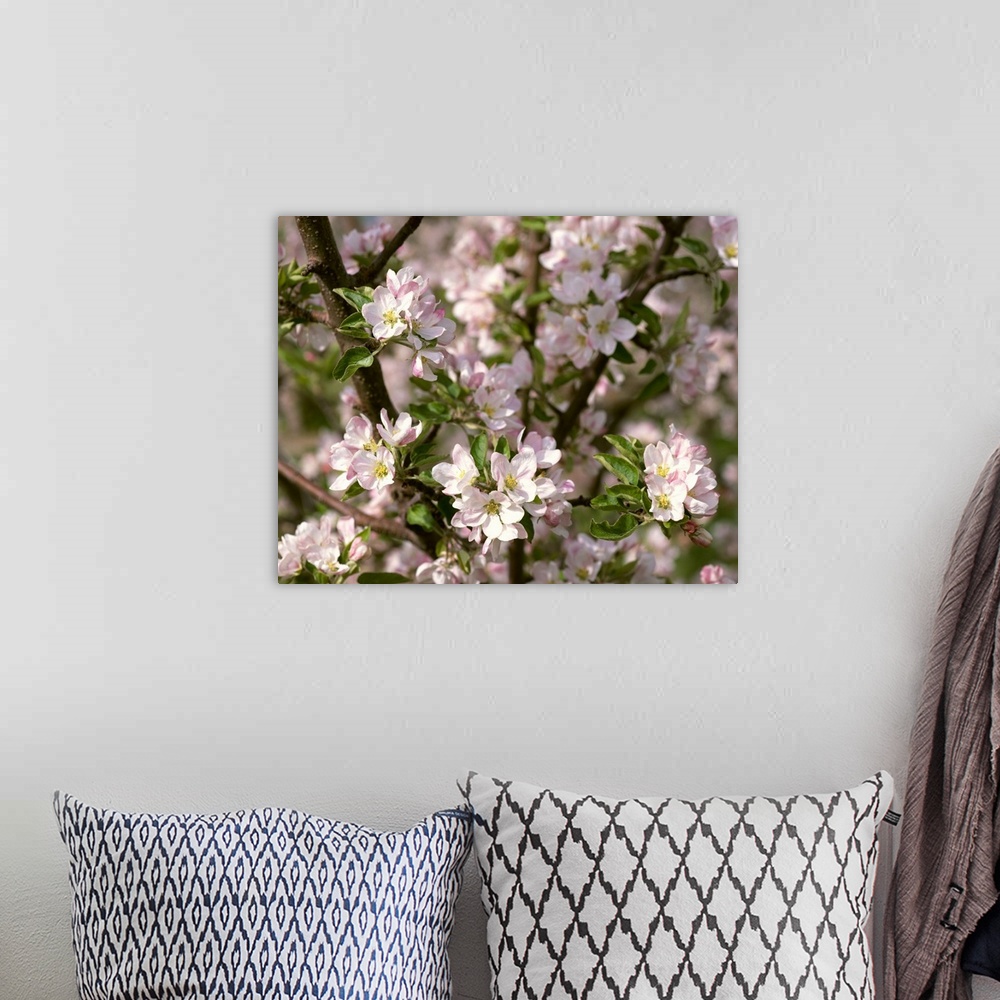 A bohemian room featuring Closeup view of apple blossoms in full spring glory