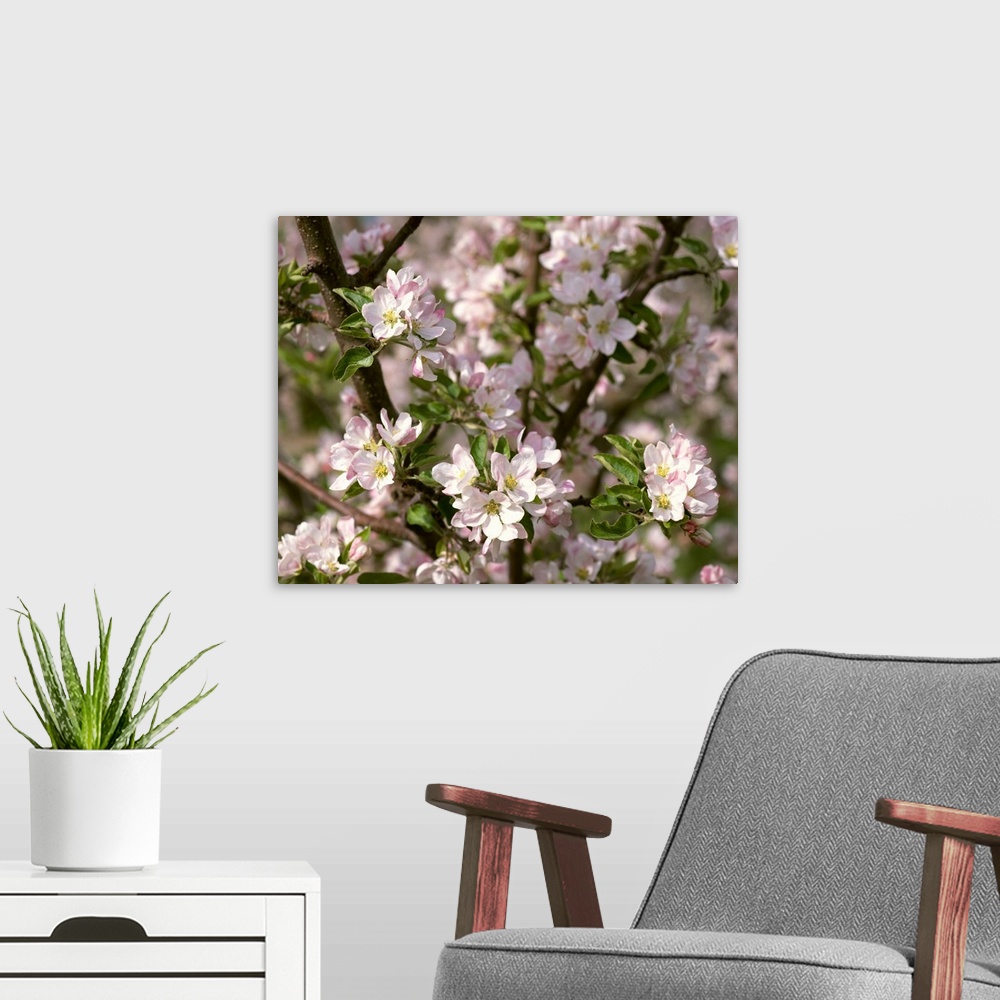 A modern room featuring Closeup view of apple blossoms in full spring glory