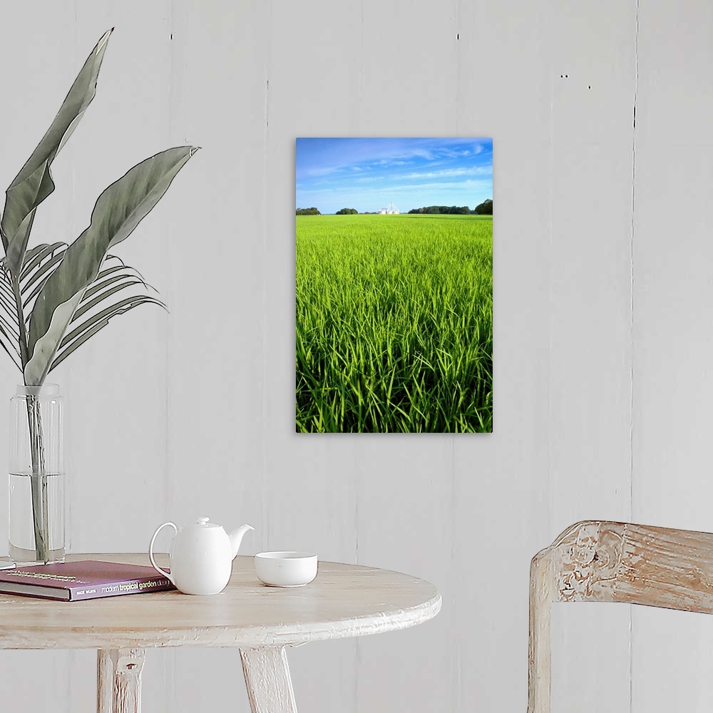 A farmhouse room featuring Closeup view of mid growth rice in a field with grain bins in the distance, Arkansas