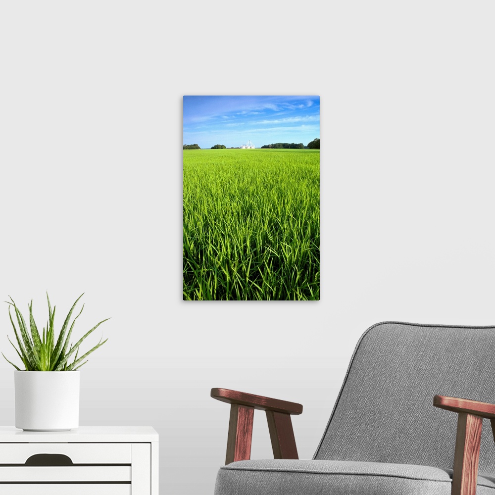 A modern room featuring Closeup view of mid growth rice in a field with grain bins in the distance, Arkansas
