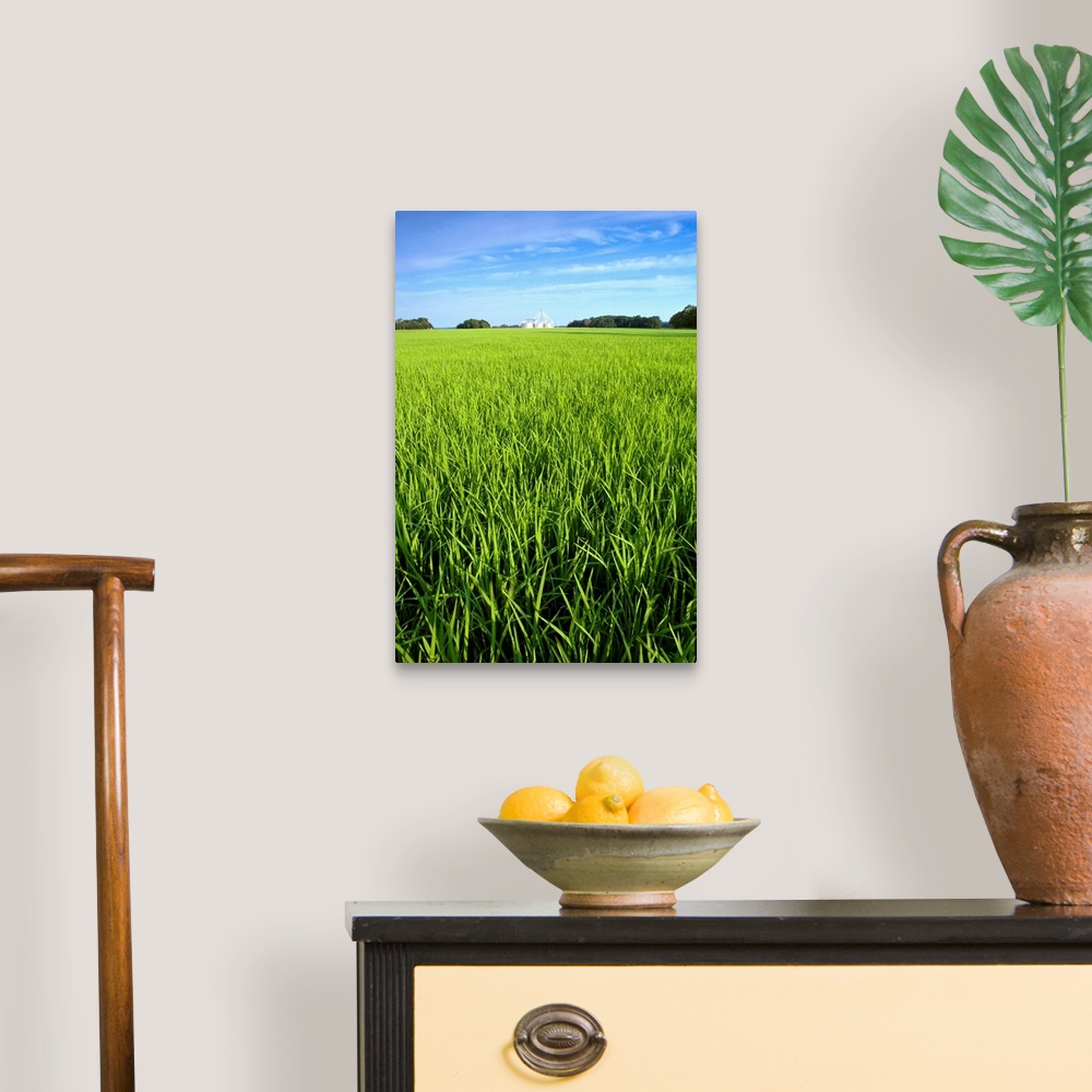 A traditional room featuring Closeup view of mid growth rice in a field with grain bins in the distance, Arkansas