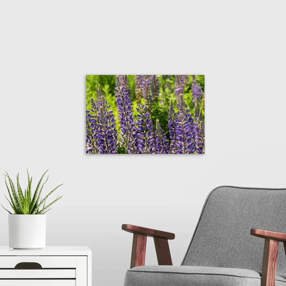 A modern room featuring Cluster of flowering lupine plants, Lupinus species, in springtime. Arlington, Massachusetts.