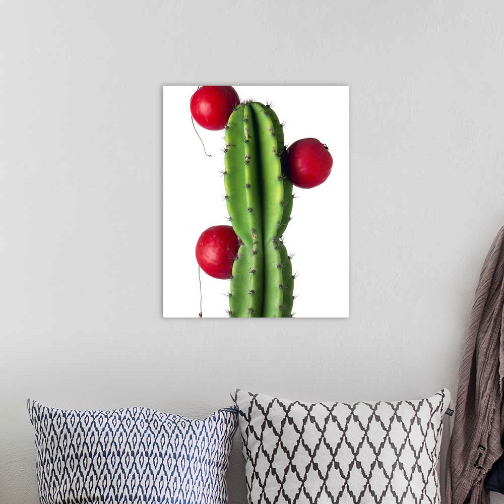 A bohemian room featuring Cluster of red fruit of a cactus commonly grown as a garden plant