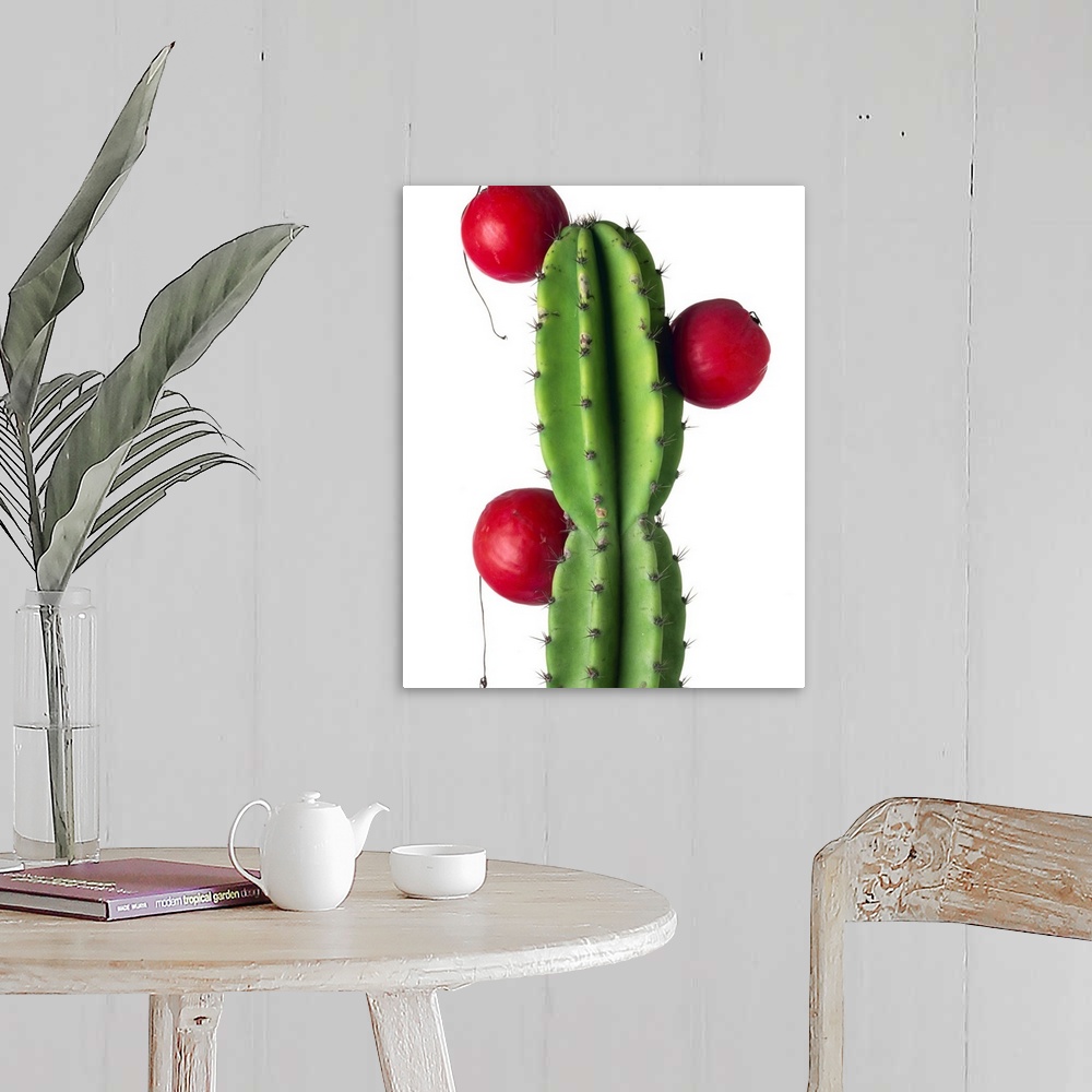 A farmhouse room featuring Cluster of red fruit of a cactus commonly grown as a garden plant