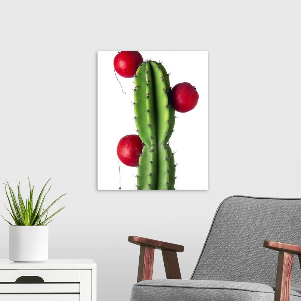 A modern room featuring Cluster of red fruit of a cactus commonly grown as a garden plant