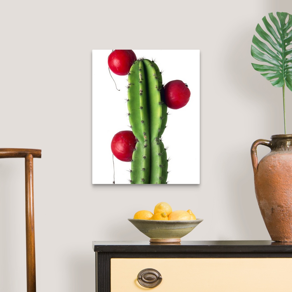 A traditional room featuring Cluster of red fruit of a cactus commonly grown as a garden plant