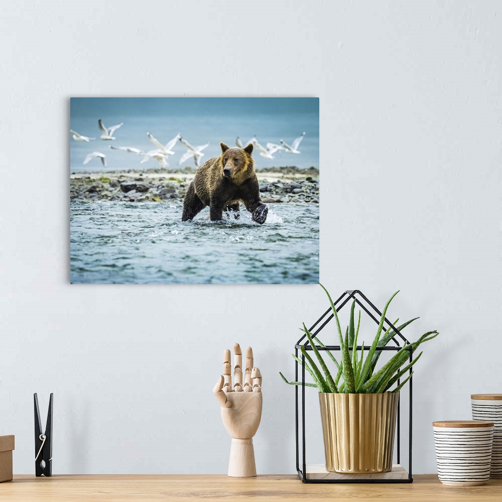 A bohemian room featuring Coastal Brown Bear (Ursus arctos horribilis) fishing for salmon in Geographic Harbor, Katmai Nati...