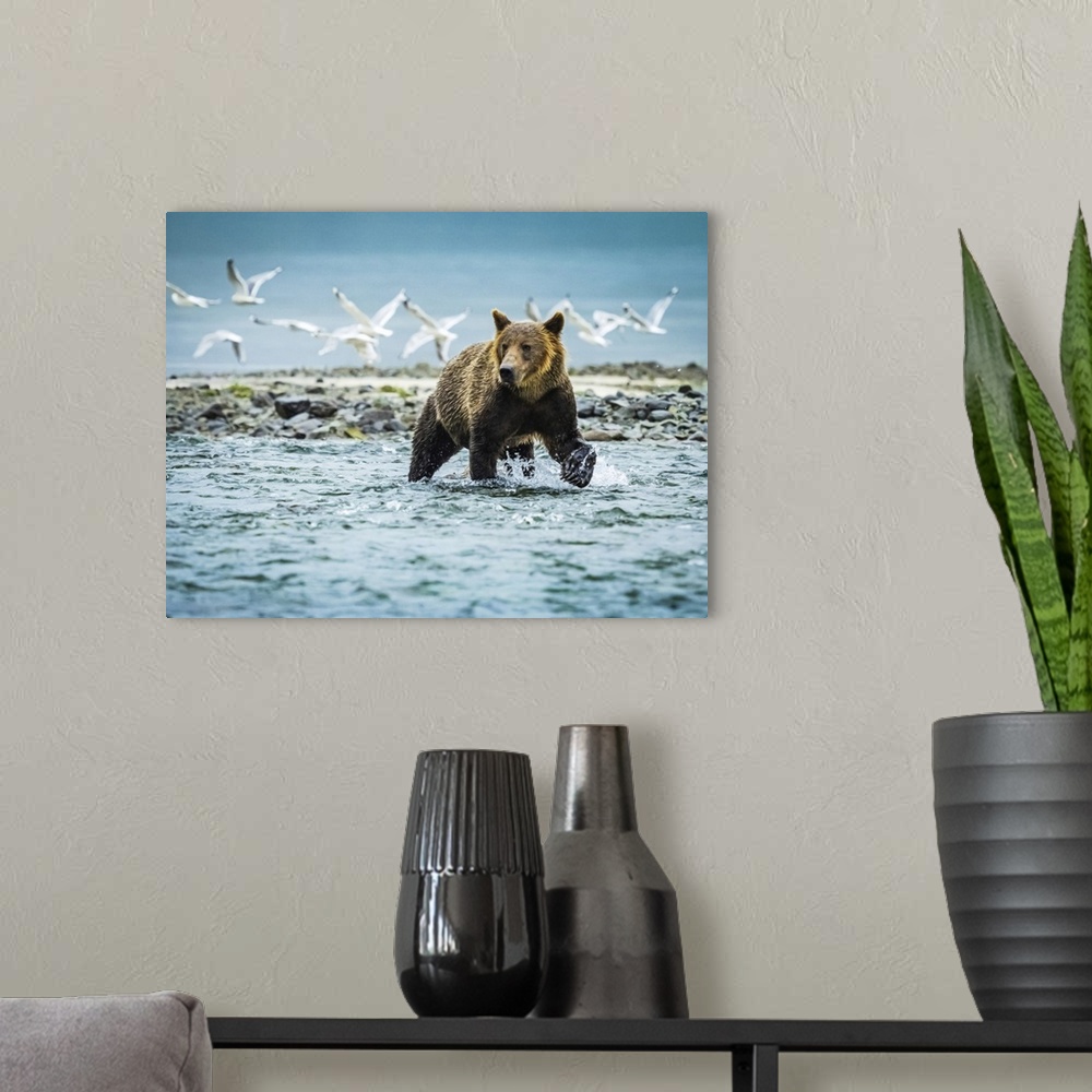 A modern room featuring Coastal Brown Bear (Ursus arctos horribilis) fishing for salmon in Geographic Harbor, Katmai Nati...