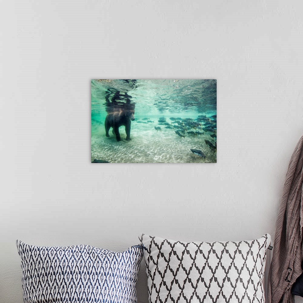 A bohemian room featuring Underwater view of Coastal Brown Bear (Ursus arctos) fishing for spawning salmon in stream, Katma...