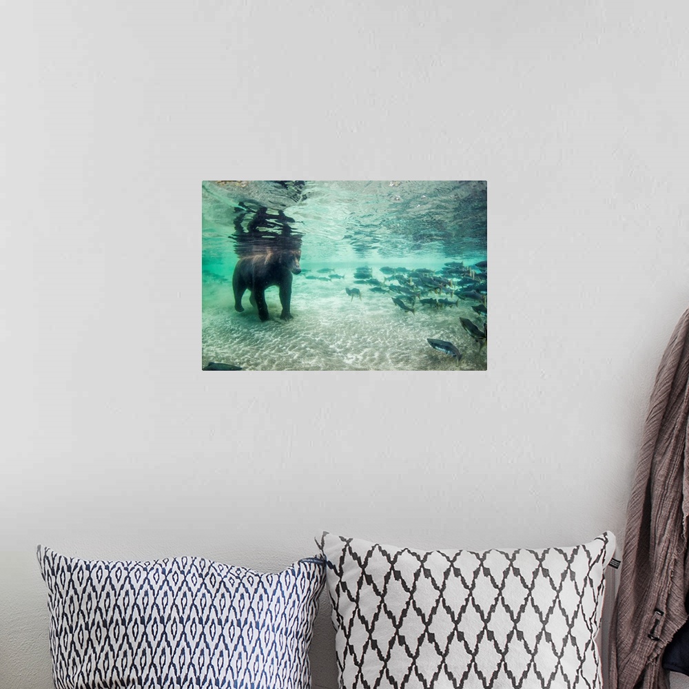 A bohemian room featuring Underwater view of Coastal Brown Bear (Ursus arctos) fishing for spawning salmon in stream, Katma...