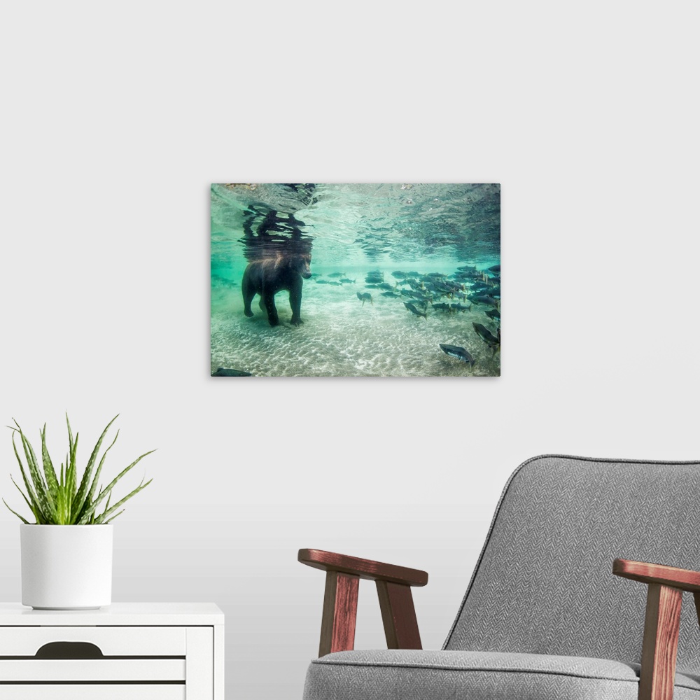 A modern room featuring Underwater view of Coastal Brown Bear (Ursus arctos) fishing for spawning salmon in stream, Katma...