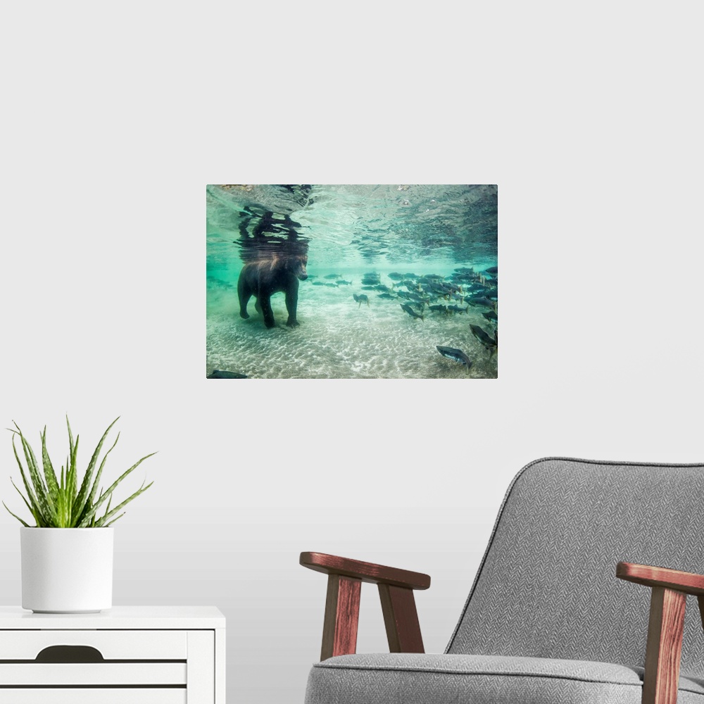 A modern room featuring Underwater view of Coastal Brown Bear (Ursus arctos) fishing for spawning salmon in stream, Katma...