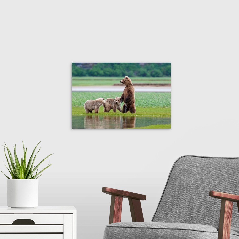 A modern room featuring Coastal Brown Bear sow with her two cubs at Hallo Bay, Katmai National Park, Alaska