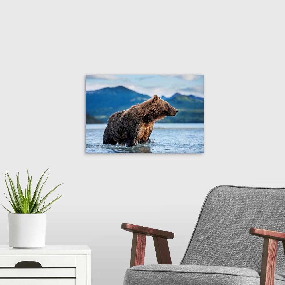 A modern room featuring Coastal Brown Bear (Ursus arctos) standing in salmon spawning stream by Kukak Bay, Katmai Nationa...