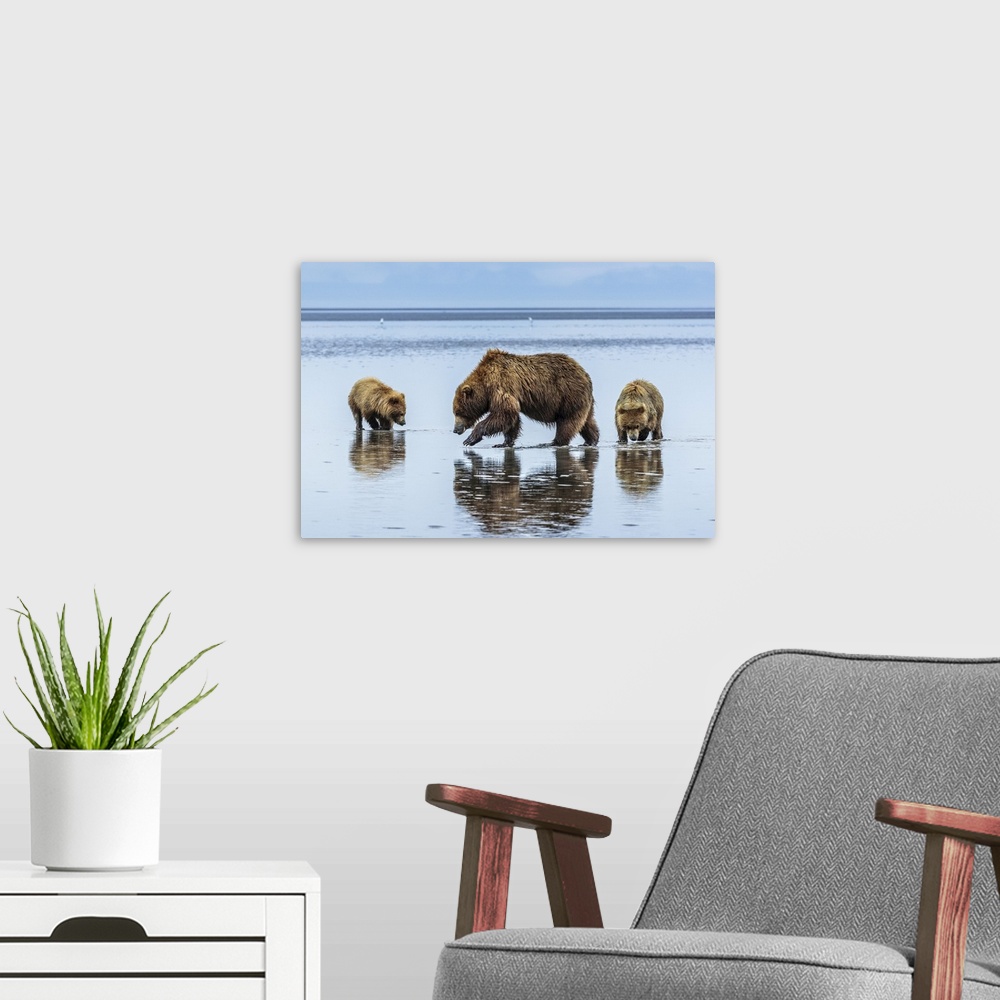 A modern room featuring Coastal brown bears, Ursus arctos, digging and eating clams at Sliver Salmon Creek in Lake Clark ...