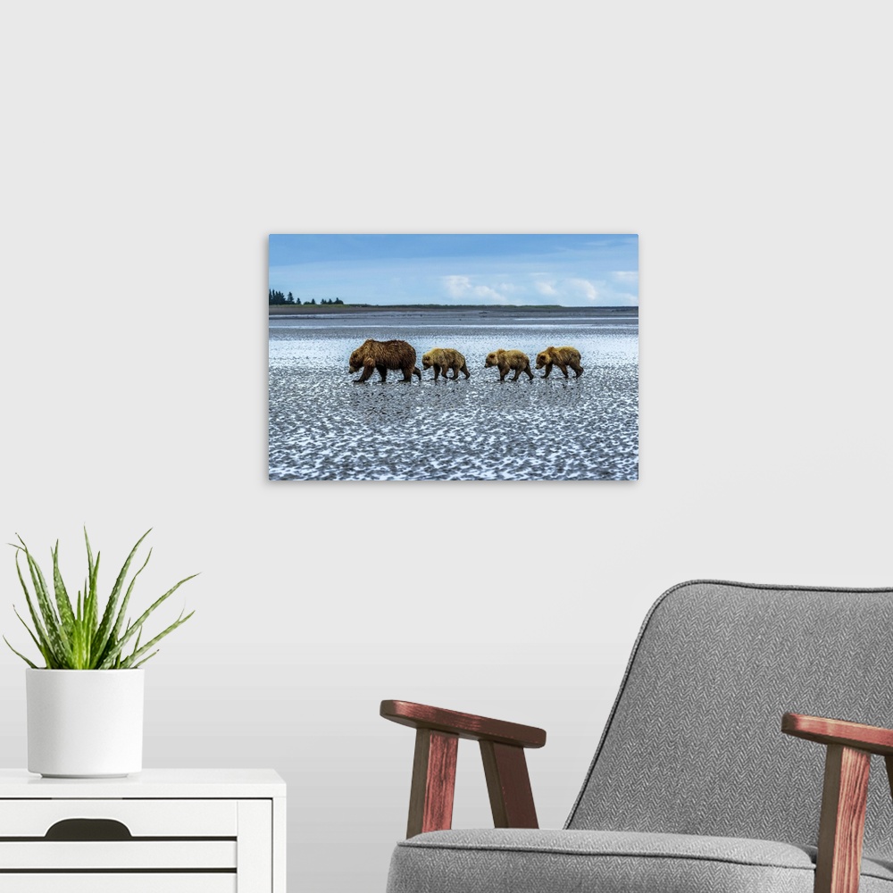 A modern room featuring Coastal brown bears, Ursus arctos, walking across a tidal flat after digging and eating clams at ...