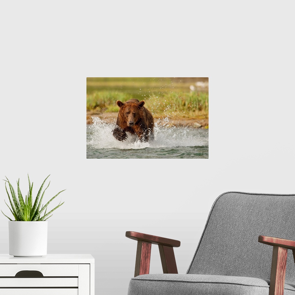 A modern room featuring Coastal grizzly boar fishing at geographic harbor, Katmai national park, Alaska.