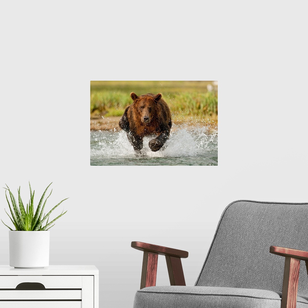 A modern room featuring Coastal Grizzly boar fishing at Geographic Harbor, Katmai National Park, Alaska
