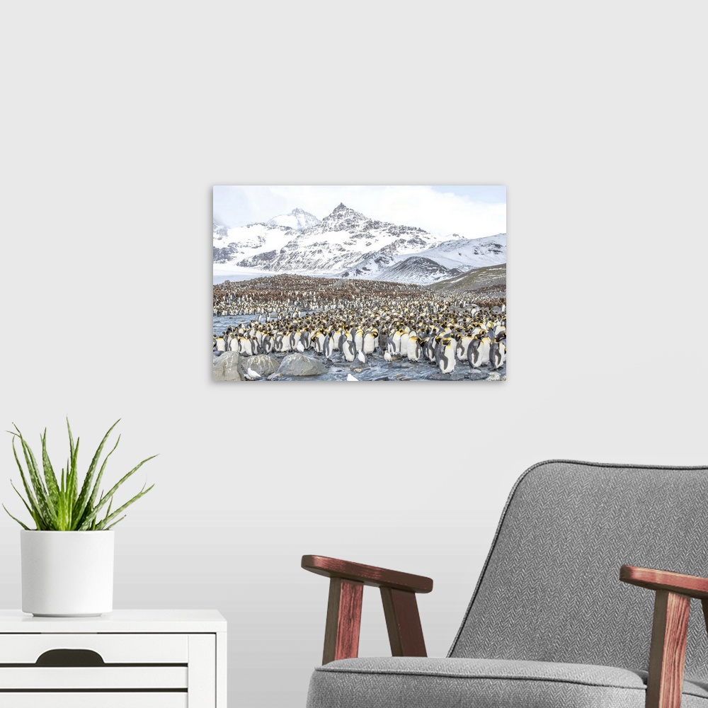 A modern room featuring Colony of king penguins, Aptenodytes patagonicus, on South Georgia Island.