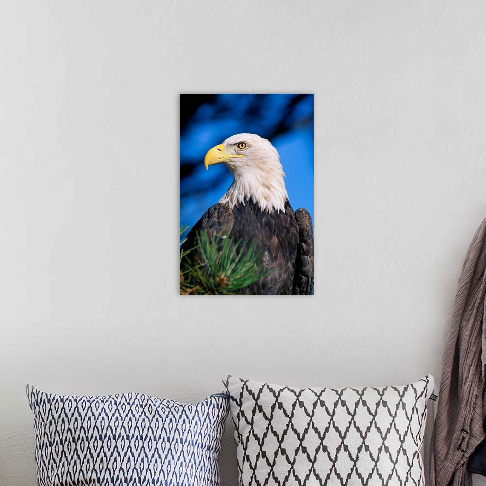 A bohemian room featuring Colorado, Close-Up Of Bald Eagle, Sitting In Ponderosa Pine Tree