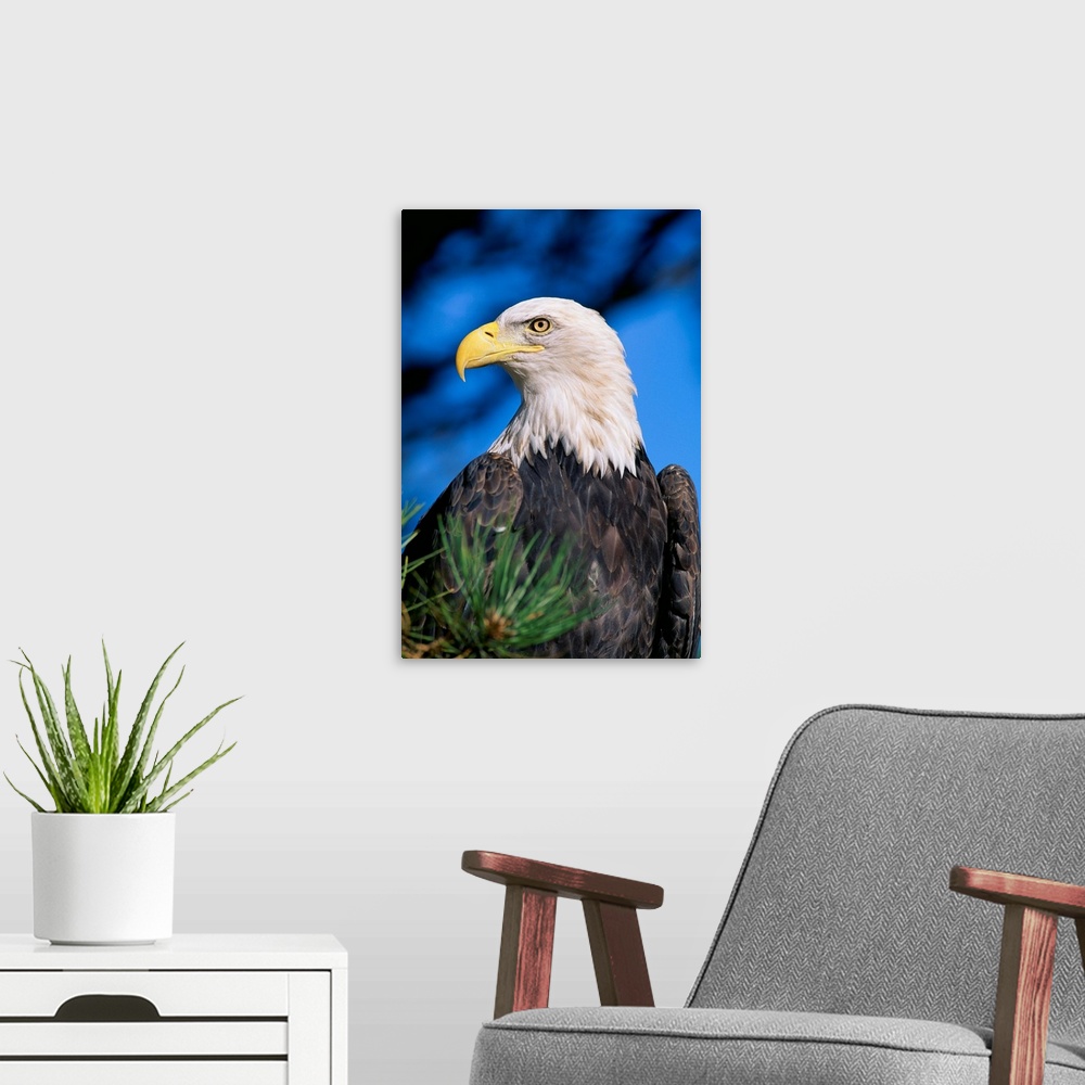A modern room featuring Colorado, Close-Up Of Bald Eagle, Sitting In Ponderosa Pine Tree