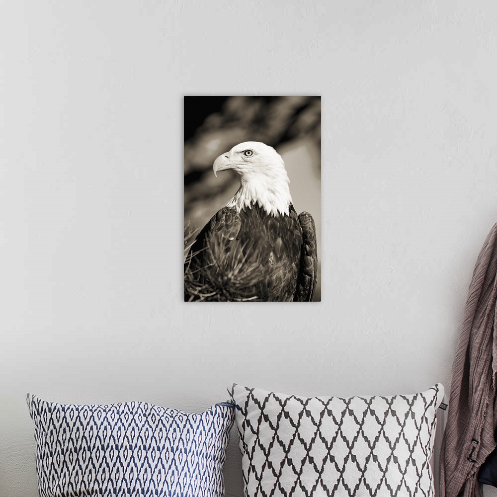 A bohemian room featuring Colorado, Close-up of Bald Eagle sitting in ponderosa pine tree with head turned