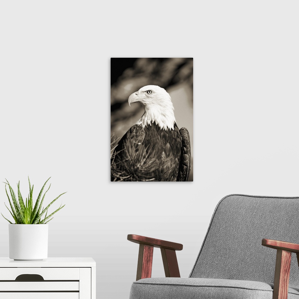 A modern room featuring Colorado, Close-up of Bald Eagle sitting in ponderosa pine tree with head turned