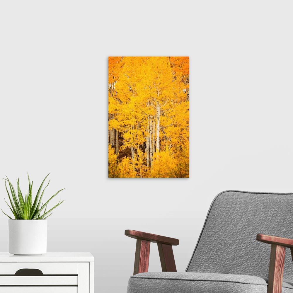 A modern room featuring Colorado, Near Steamboat Springs, Buffalo Pass, Fall-Colored Aspen Trees