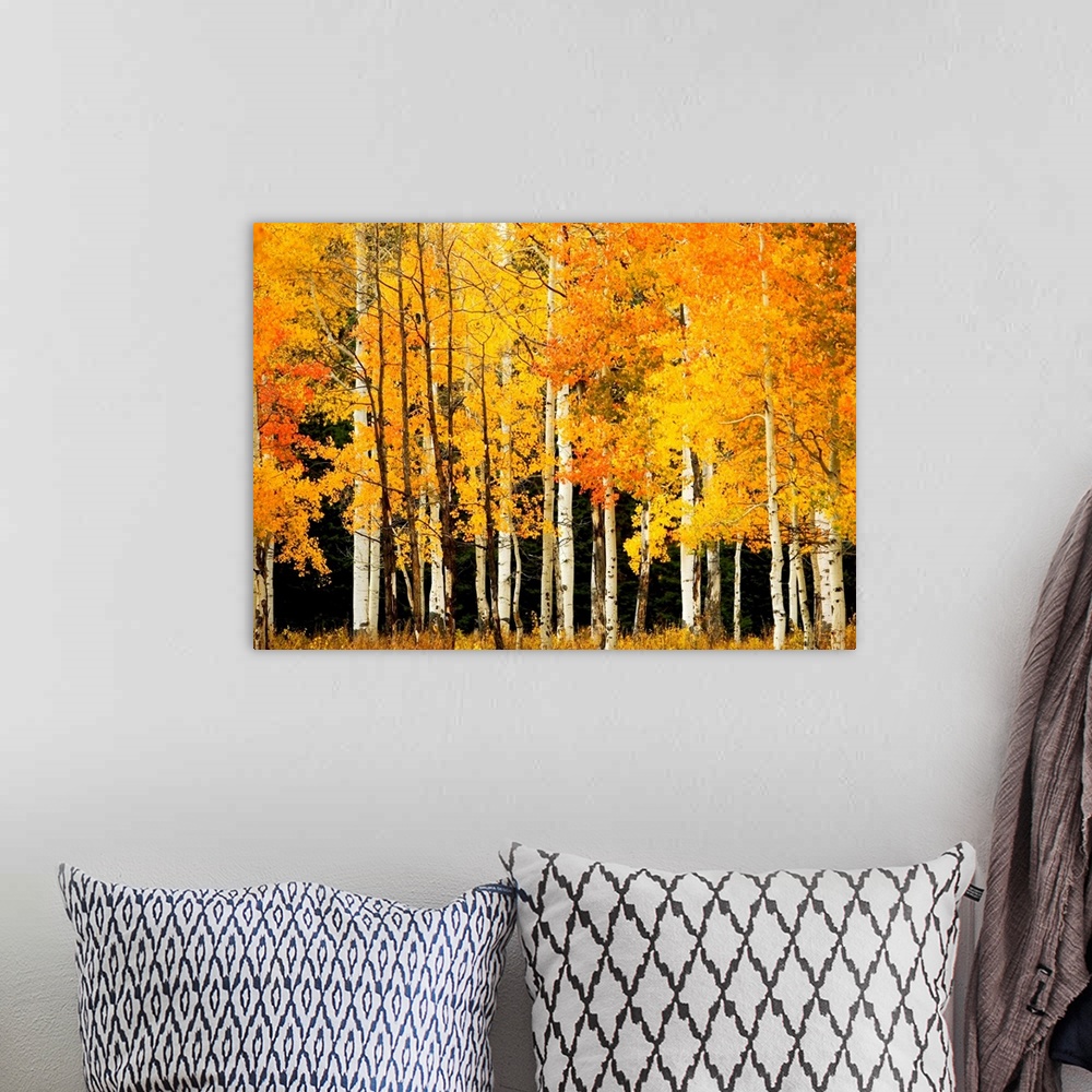 A bohemian room featuring Giant, landscape photograph of Aspen trees in a forest with bright golden fall foliage, near Stea...