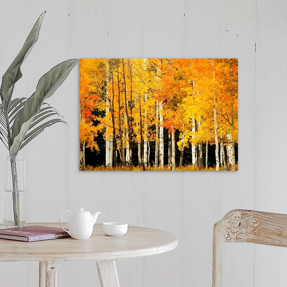 A farmhouse room featuring Giant, landscape photograph of Aspen trees in a forest with bright golden fall foliage, near Stea...