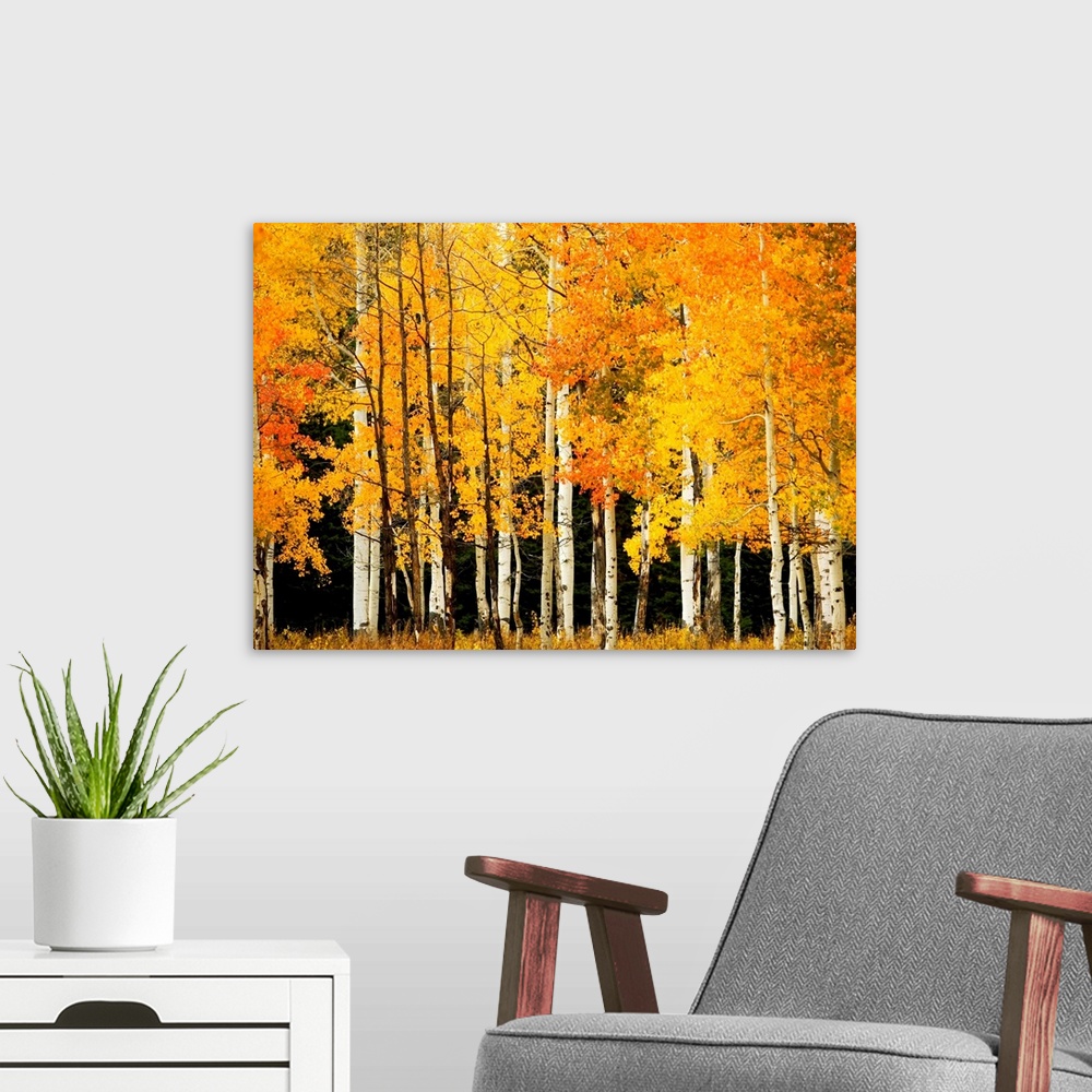 A modern room featuring Giant, landscape photograph of Aspen trees in a forest with bright golden fall foliage, near Stea...