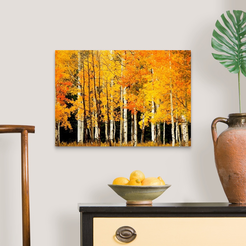 A traditional room featuring Giant, landscape photograph of Aspen trees in a forest with bright golden fall foliage, near Stea...