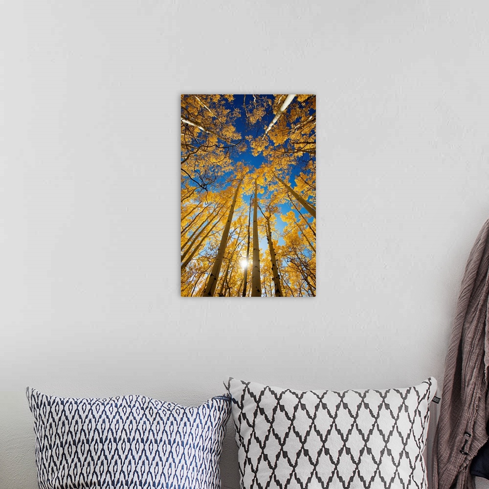 A bohemian room featuring Vertical photo on canvas of the view of the tops of aspen trees in a forest.