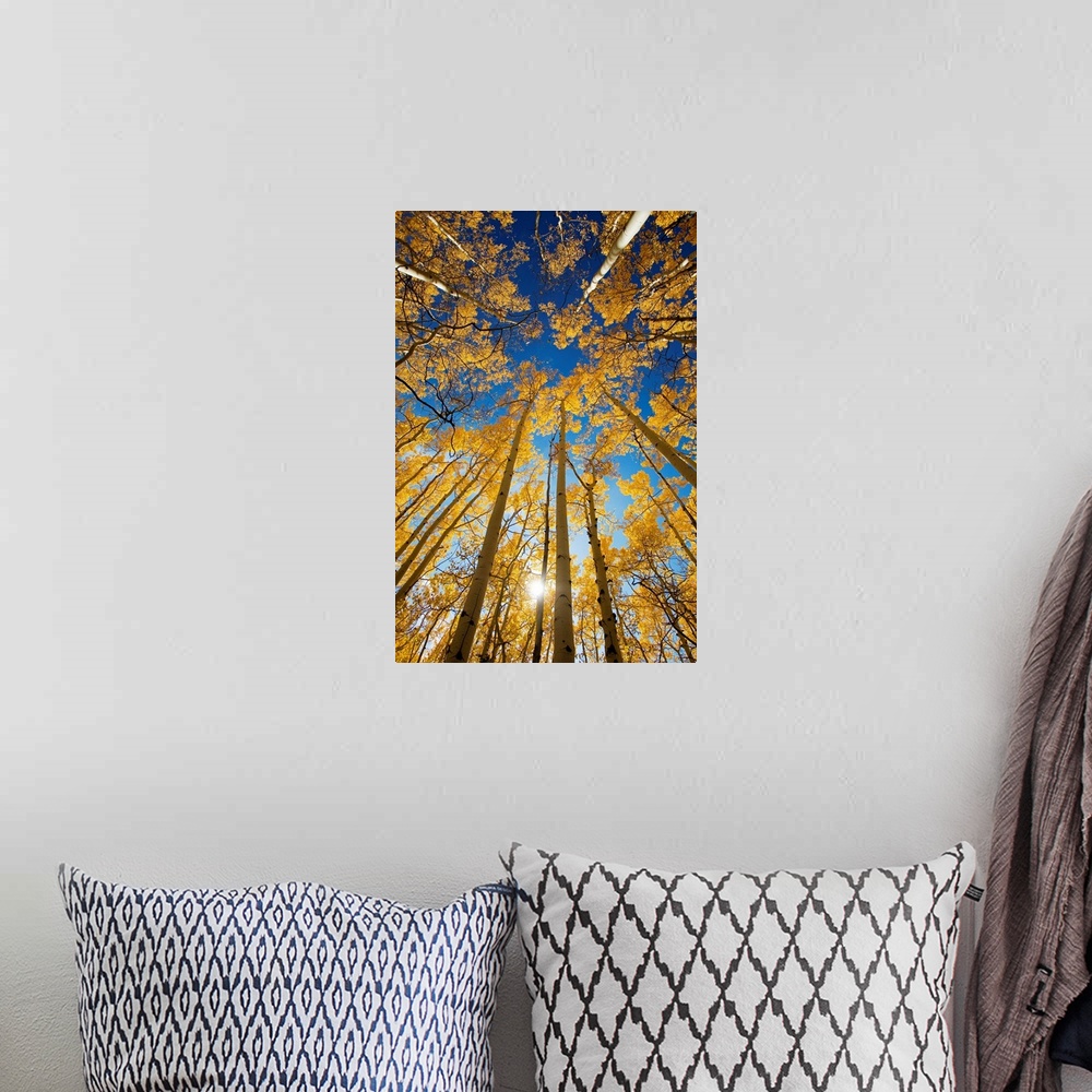 A bohemian room featuring Vertical photo on canvas of the view of the tops of aspen trees in a forest.