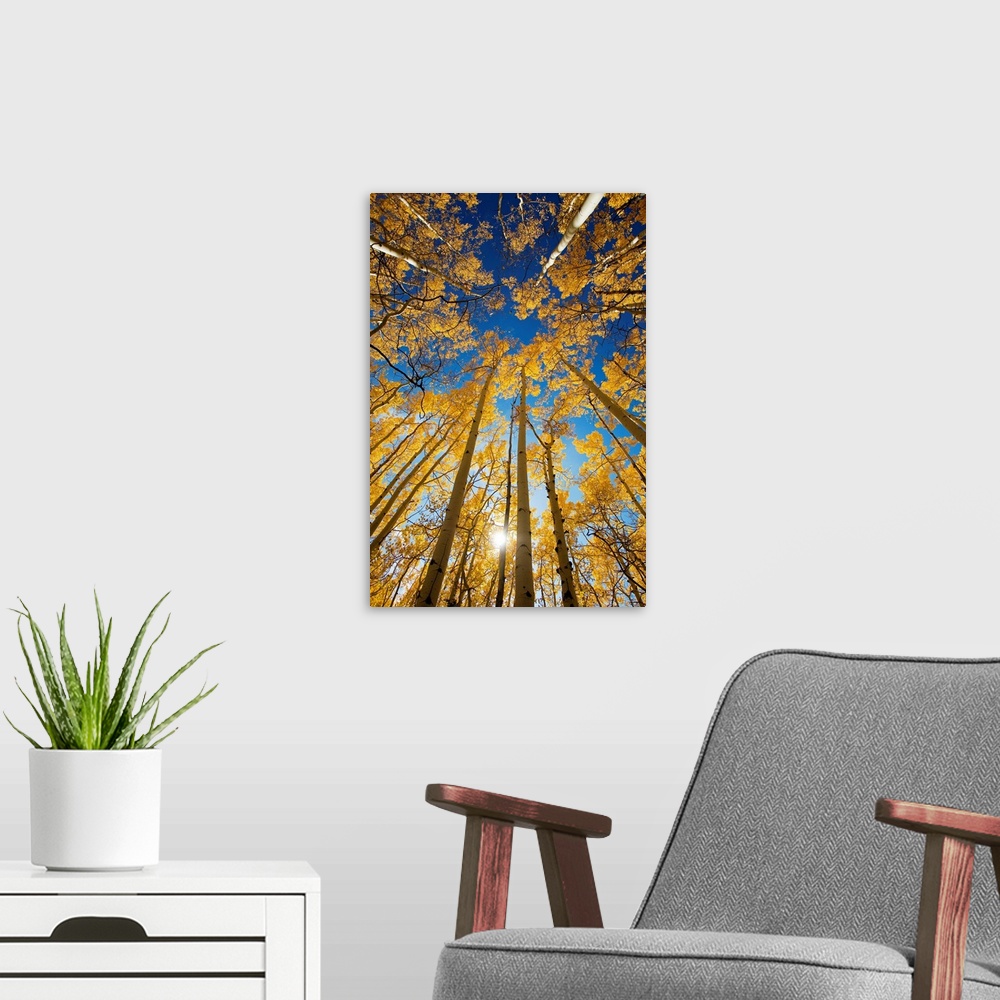 A modern room featuring Vertical photo on canvas of the view of the tops of aspen trees in a forest.