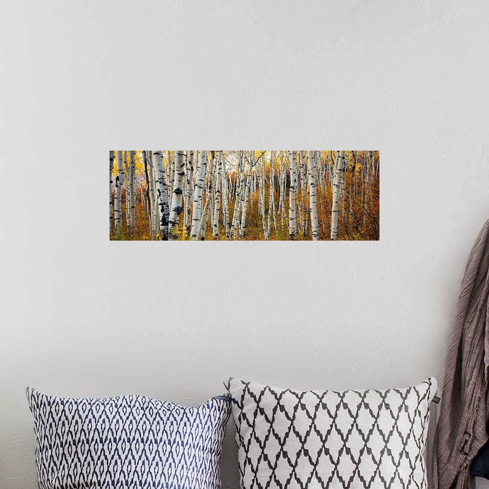 A bohemian room featuring Panoramic photograph of a row of thin trees in a forest in the fall, in the Rocky Mountain area.