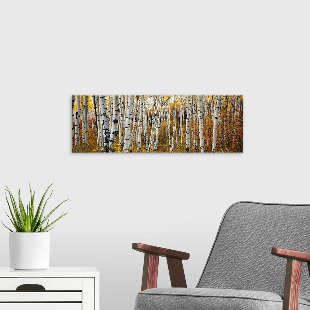 A modern room featuring Panoramic photograph of a row of thin trees in a forest in the fall, in the Rocky Mountain area.